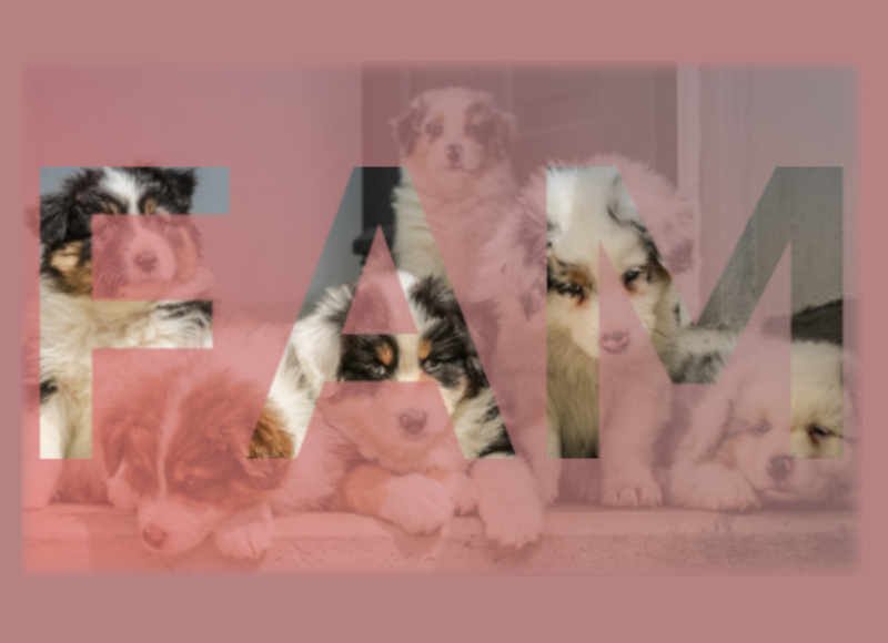 (image: Puppy family reunion.)
