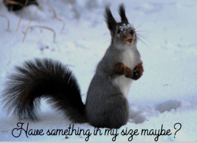 (image: Winter clothes for squirrel.)